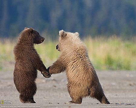 Bear Holding Hands from NG.jpg