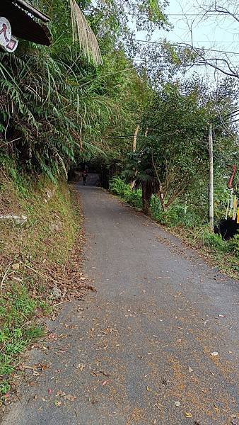 20231123 小百岳 鵝公髻山 置身雲霧森林空靈高山美景