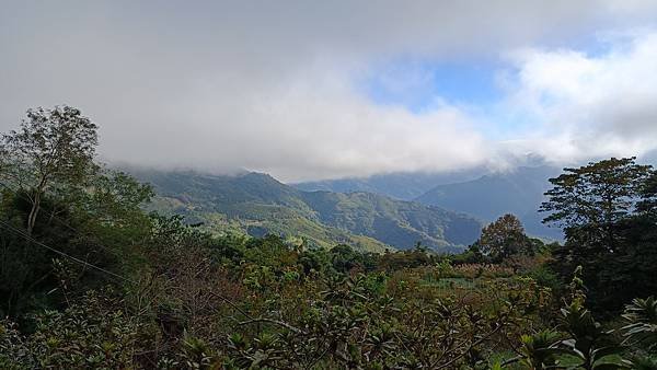 20231123 小百岳 鵝公髻山 置身雲霧森林空靈高山美景