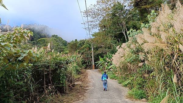 20231123 小百岳 鵝公髻山 置身雲霧森林空靈高山美景