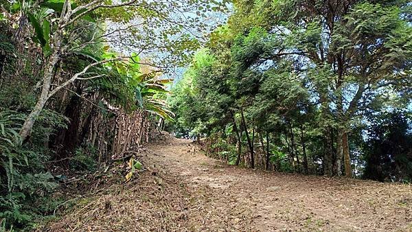 20231123 小百岳 鵝公髻山 置身雲霧森林空靈高山美景