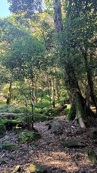 20231123 小百岳 鵝公髻山 置身雲霧森林空靈高山美景