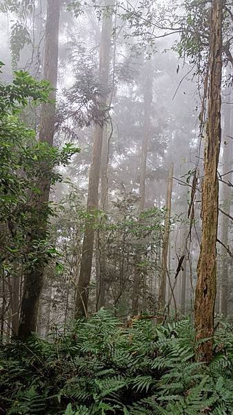 20231123 小百岳 鵝公髻山 置身雲霧森林空靈高山美景