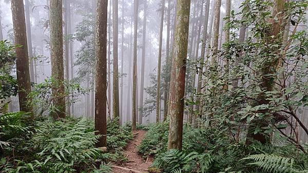 20231123 小百岳 鵝公髻山 置身雲霧森林空靈高山美景