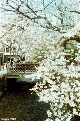 Sakura @ Kyoto