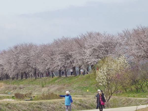 1-1韓國河回村 (19).jpg