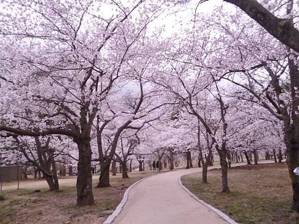 1-1韓國佛國寺 (0).jpg