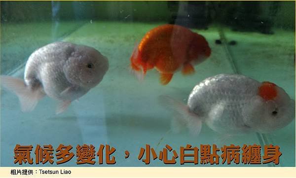 看看別人如何養魚-5