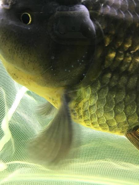 「魚管家」觀賞魚線上交流平台180301解答