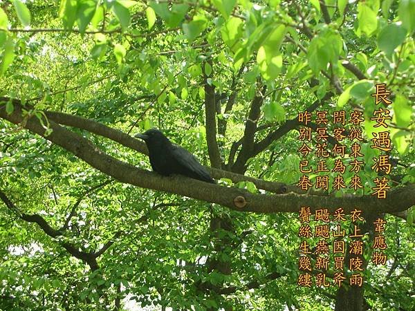 258長安遇馮著 韋應物