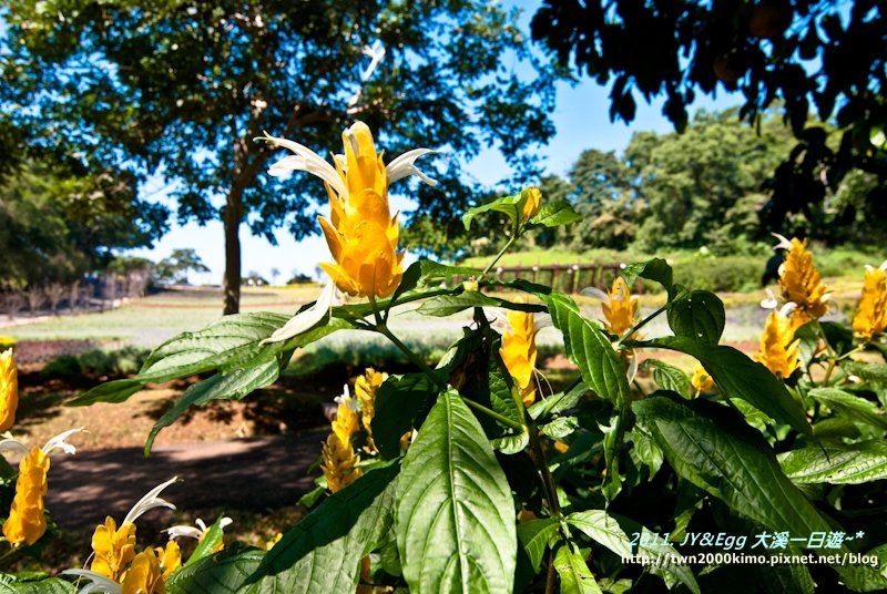 DSC_0264.jpg