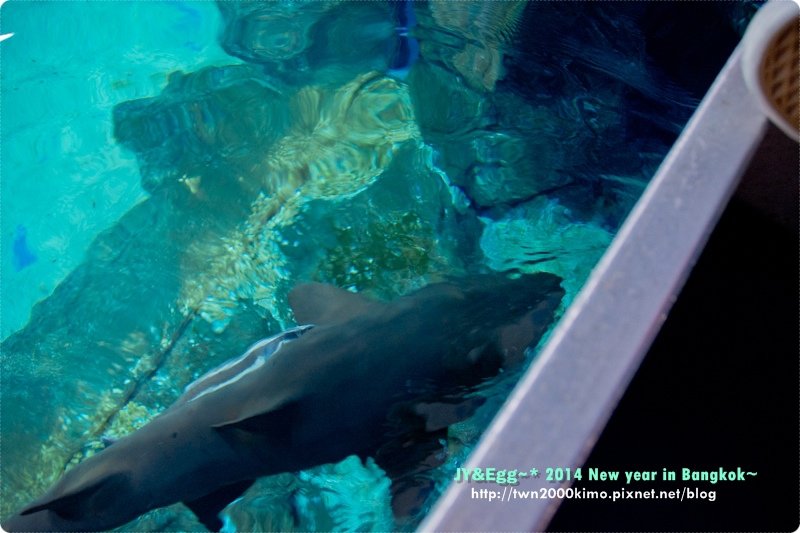 DSC_5136.jpg