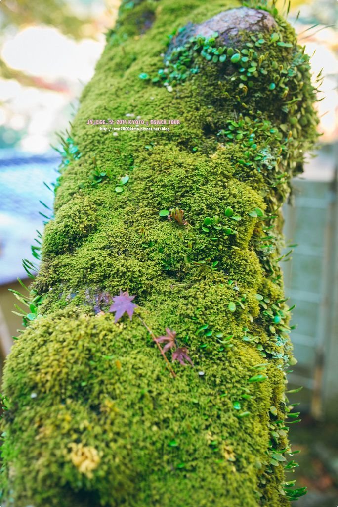 DSC_2282.jpg