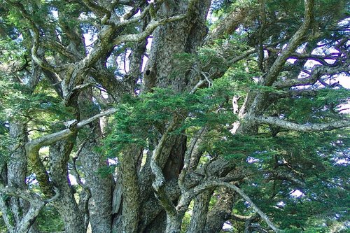 a20-合歡山AA05&apos;0903j43x08.jpg