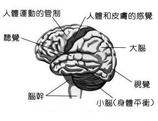 腦的構造(灰階).jpg