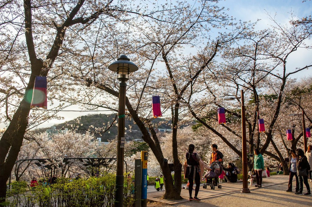 鞍山櫻花_053_by_Two_Story_Tour.jpg