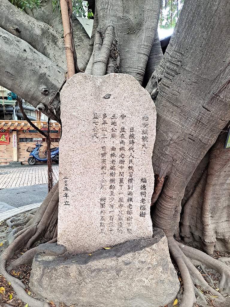 05百年老樹.jpg