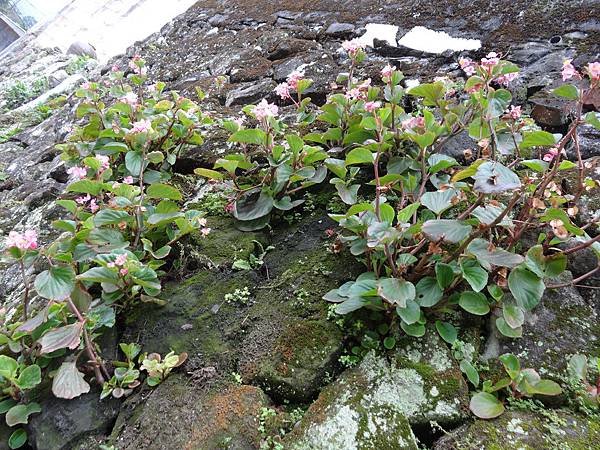 20140112龍船岩大崙頭山[] 570.jpg