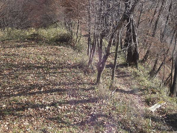 20131116日本自助行[s1] 486.jpg