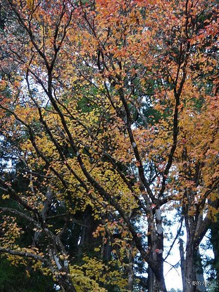 20131116日本自助行[s1] 539.jpg