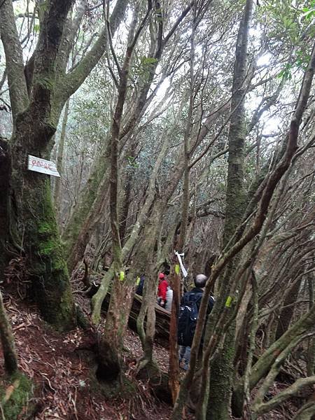 201403016保生..農場.塔曼山 478.jpg