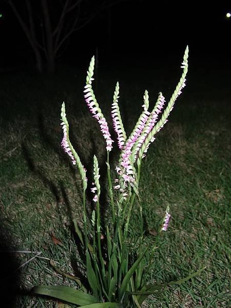 20140412花花虎頭山 123.jpg