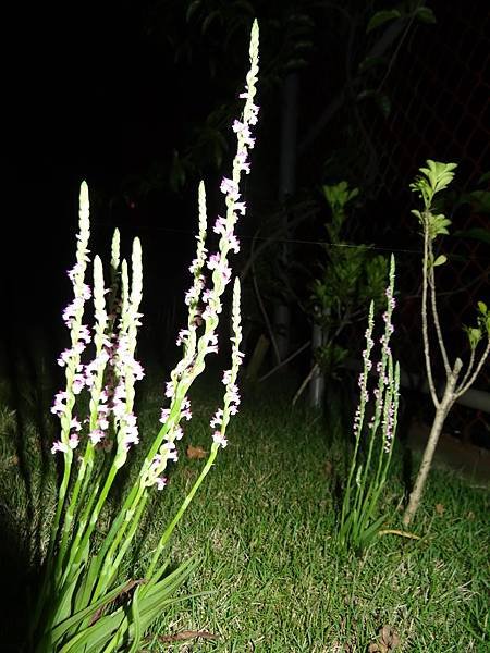20140412花花虎頭山 139.jpg