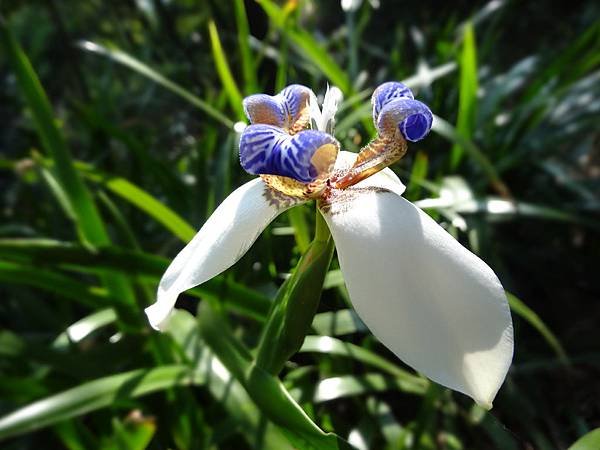 20140412花花虎頭山 150.jpg