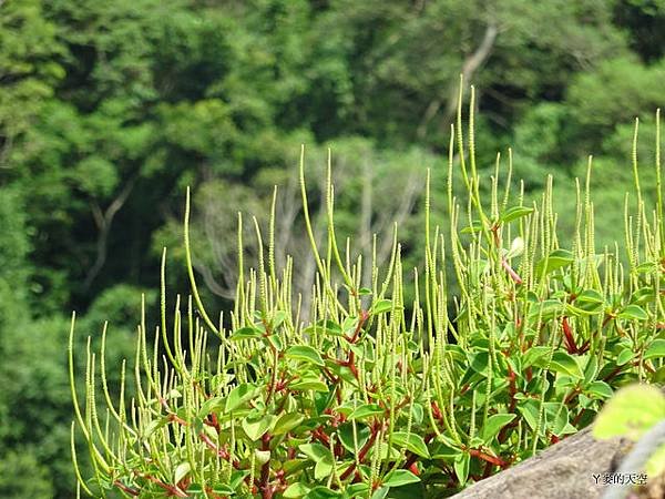 20140628寒溪呢豐山[小] 510.JPG