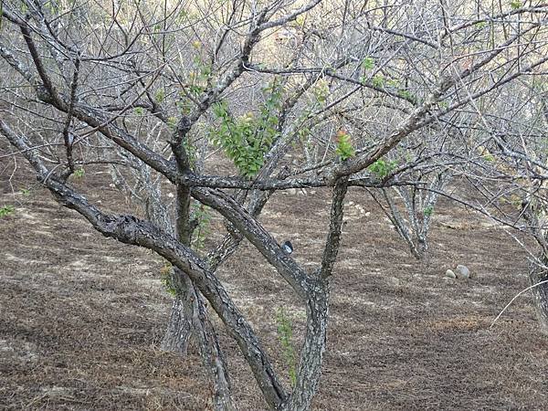 20141108茂林太平茶園[SW] 277.jpg