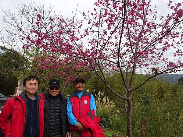 20150207東眼山賞櫻 173.jpg