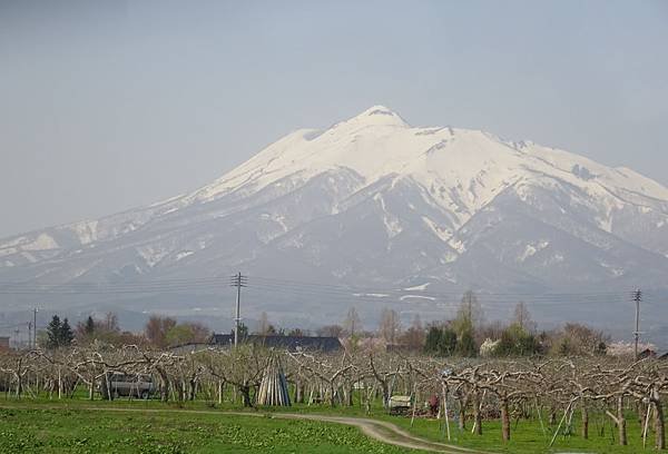 20150418日本東北清森賞櫻[sony] 1065.jpg