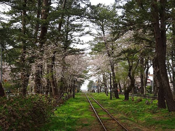 20150418日本東北清森賞櫻[sony] 1259.jpg