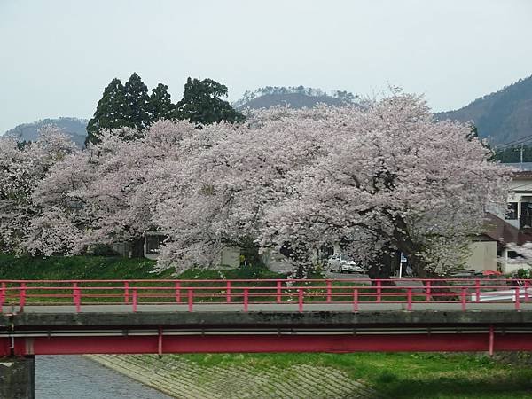 20150418日本東北清森賞櫻[sony] 1633.jpg