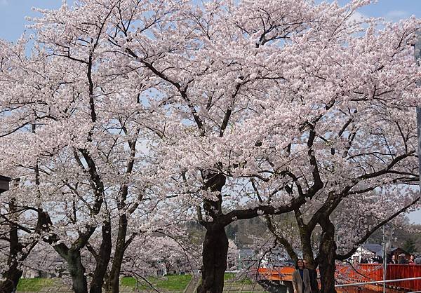 20150418日本東北清森賞櫻[sony] 1732.jpg