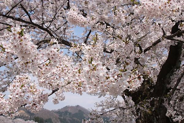 20150418日本賞櫻[大] 291.jpg