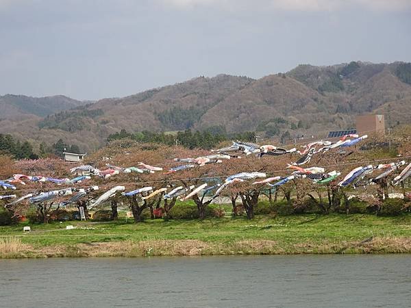 20150418日本東北清森賞櫻[sony] 1904.jpg