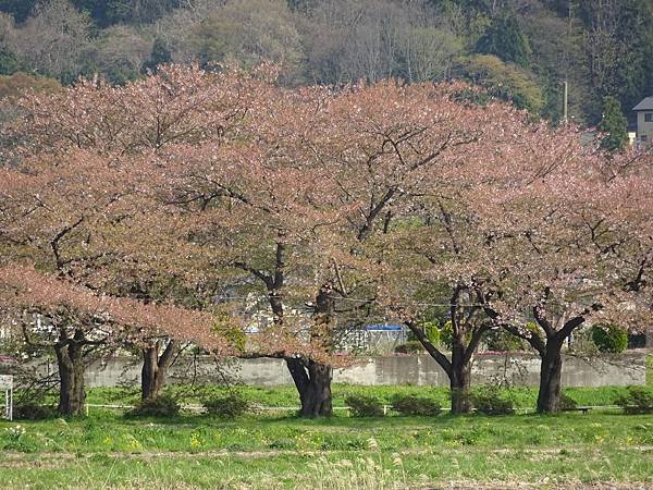 20150418日本東北清森賞櫻[sony] 1933.jpg