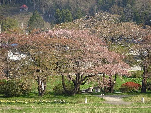 20150418日本東北清森賞櫻[sony] 1978.jpg