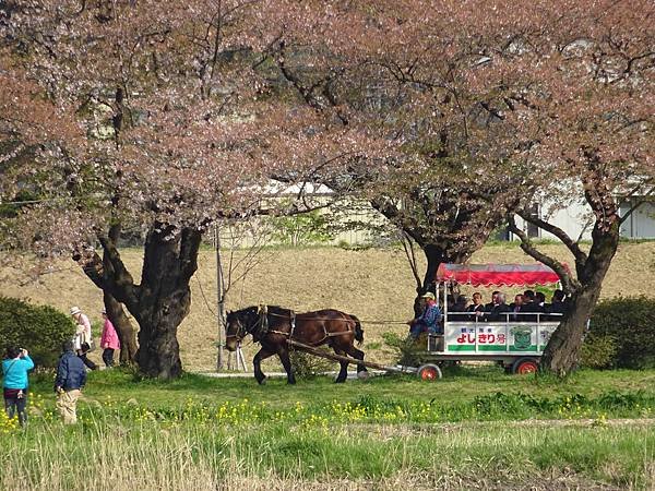 20150418日本東北清森賞櫻[sony] 1946.jpg