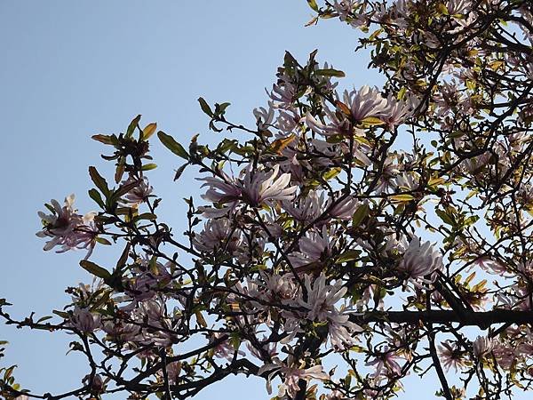20150418日本東北清森賞櫻[sony] 1891.jpg