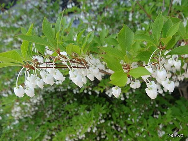 20130512日 073.jpg