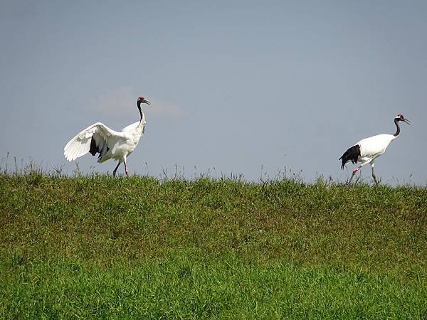 20140820大興安嶺[1] 343.jpg