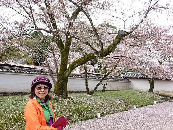 20160407日本賞櫻[S] 134.jpg