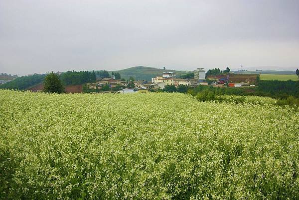 _MG_6984.JPG