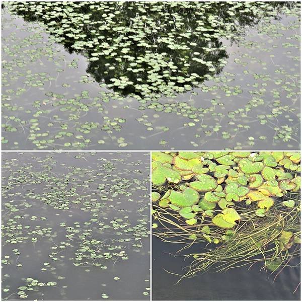 page水蓮[4].jpg