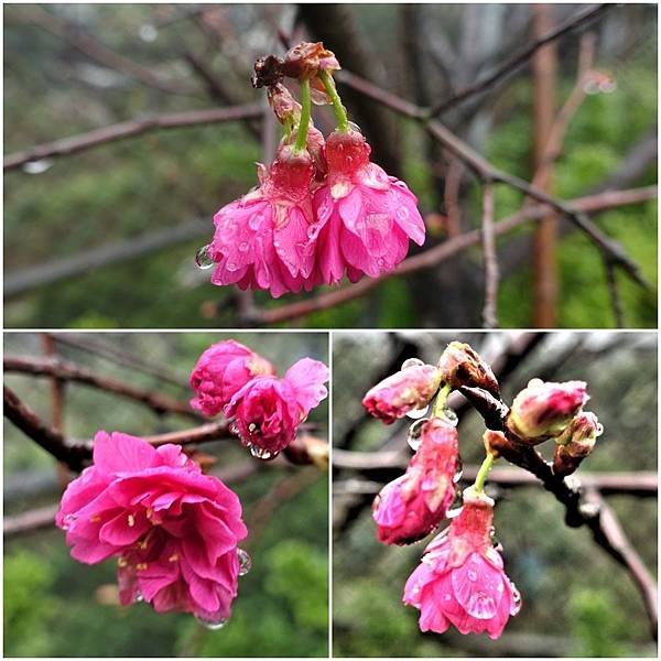 櫻花page.jpg