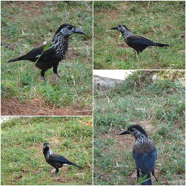 鳥.jpg