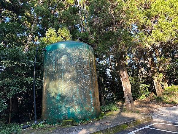 台中和平區長壽山。香杉林。竹林。森林浴