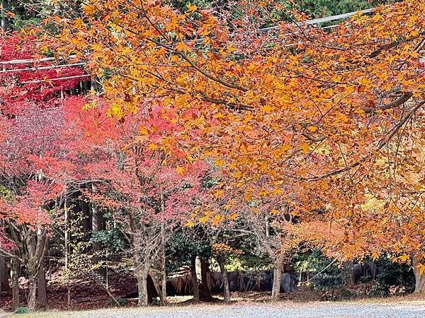 丹波紅葉之旅。弘浪山高山寺。紅葉滿寺。日本自由行